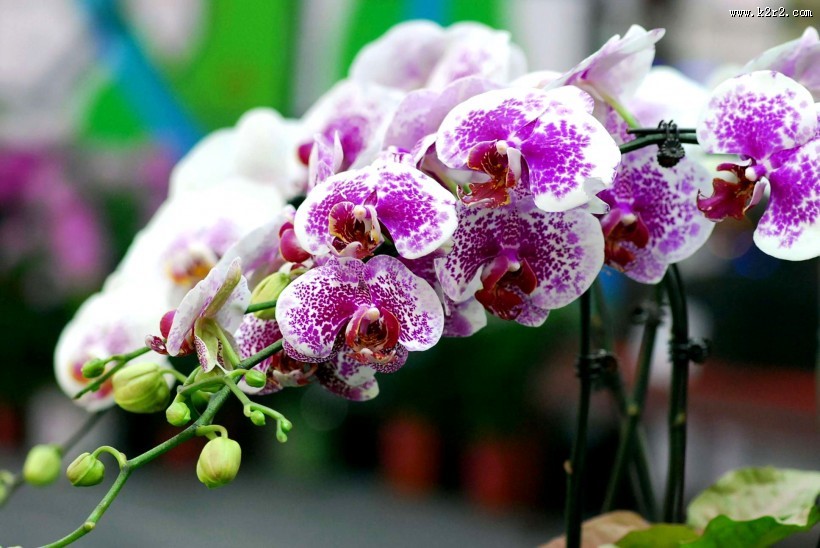 蝴蝶兰图片大全