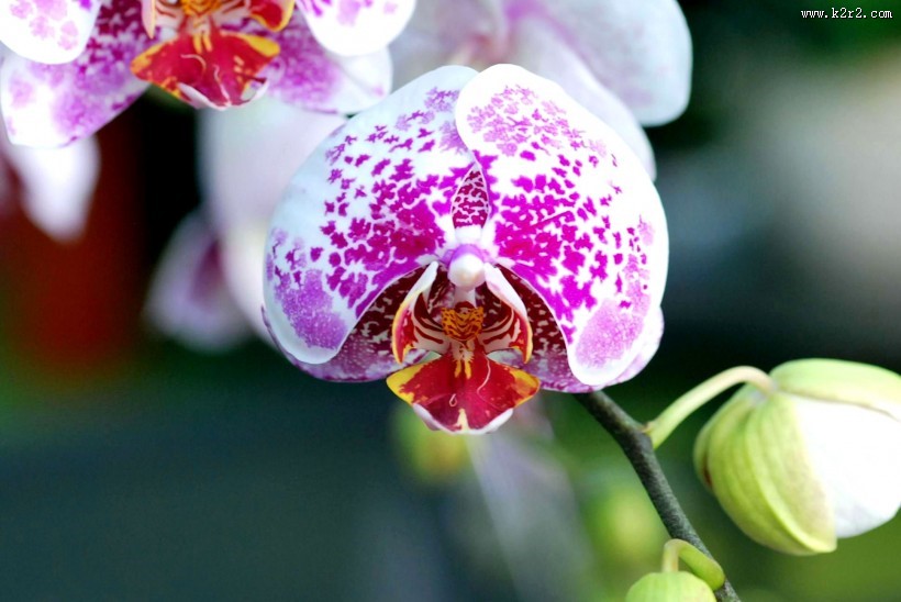 蝴蝶兰图片大全