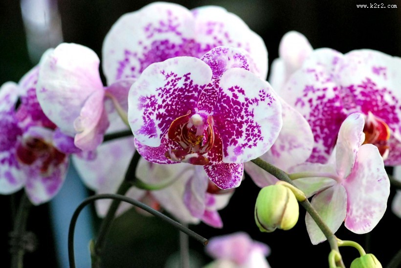 蝴蝶兰图片大全