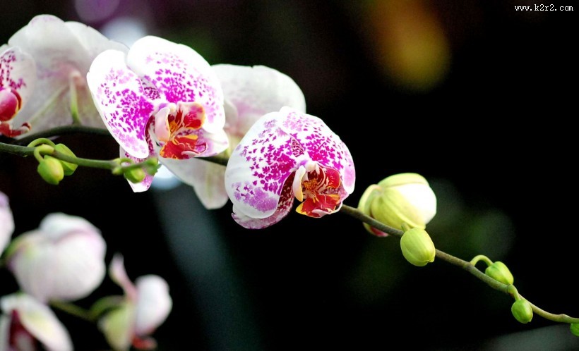 蝴蝶兰图片大全