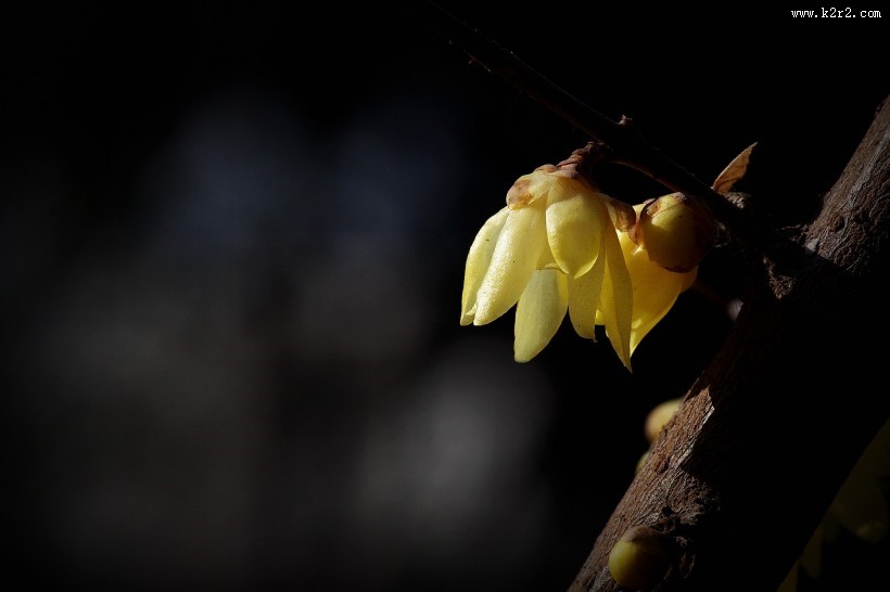黄色的腊梅花图片