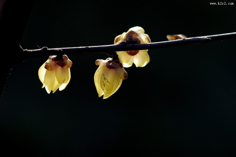 黄色的腊梅花图片
