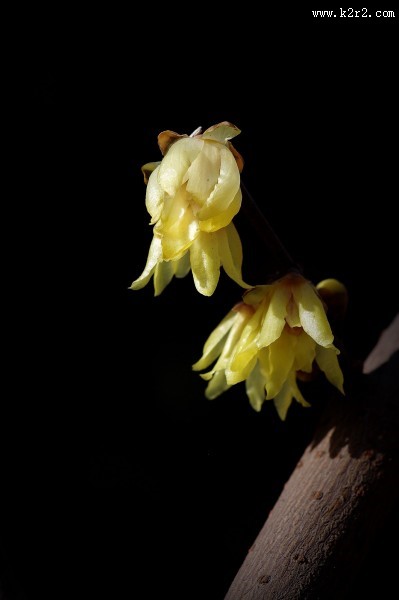 黄色的腊梅花图片