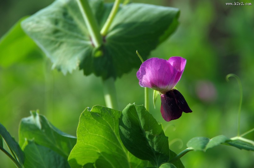 豌豆花图片