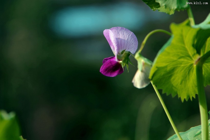 豌豆花图片