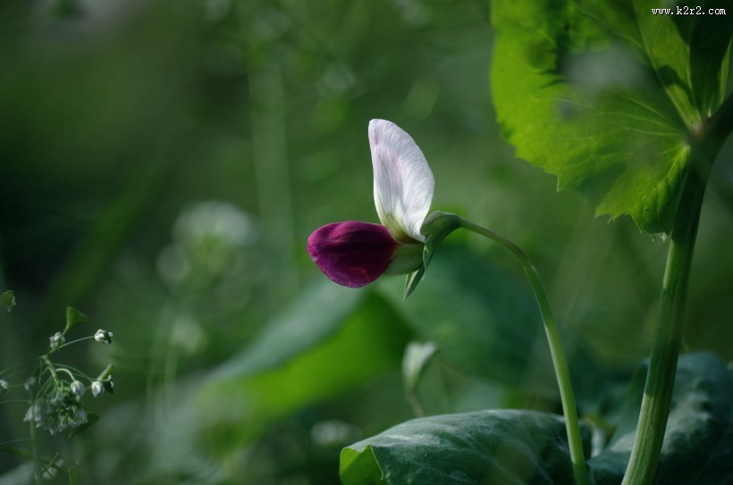 豌豆花图片