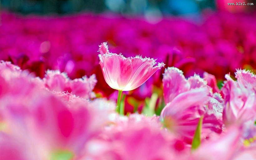鲜艳的郁金香图片大全