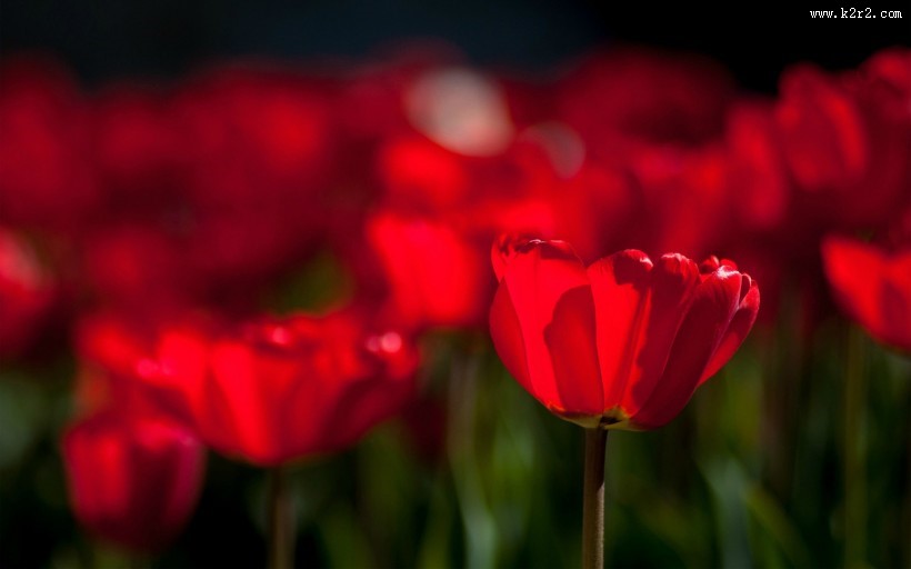 鲜艳的郁金香图片大全