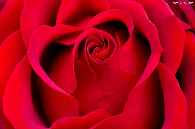 红色玫瑰花图片大全