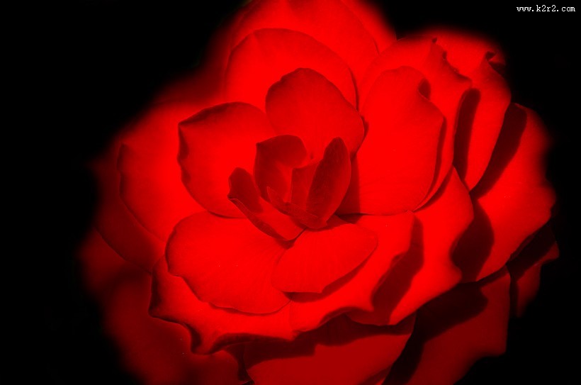 红色玫瑰花图片大全