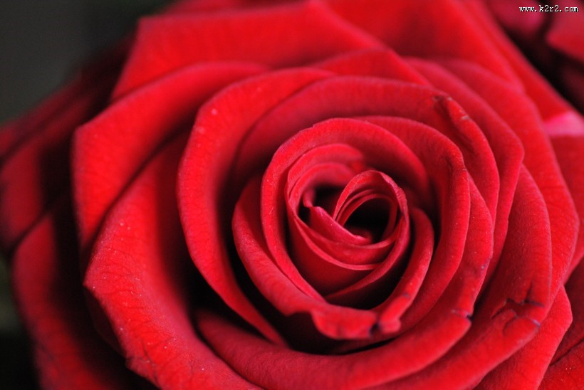 红色玫瑰花图片大全