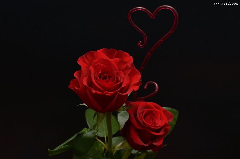 红色玫瑰花图片大全