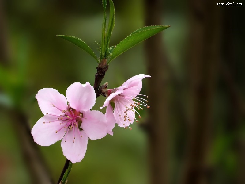 单瓣桃花图片
