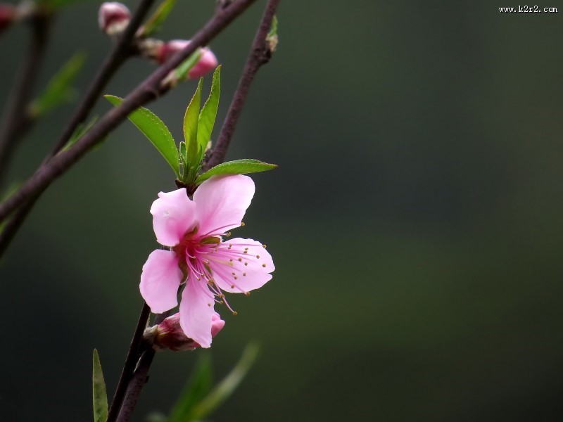 单瓣桃花图片
