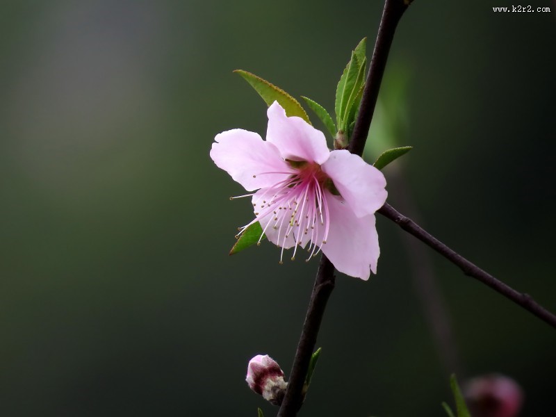 单瓣桃花图片