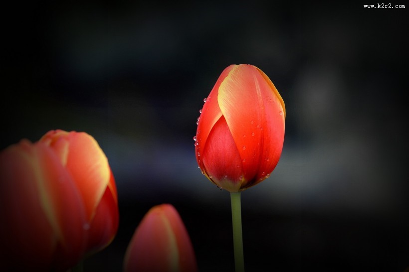 美丽的郁金香图片