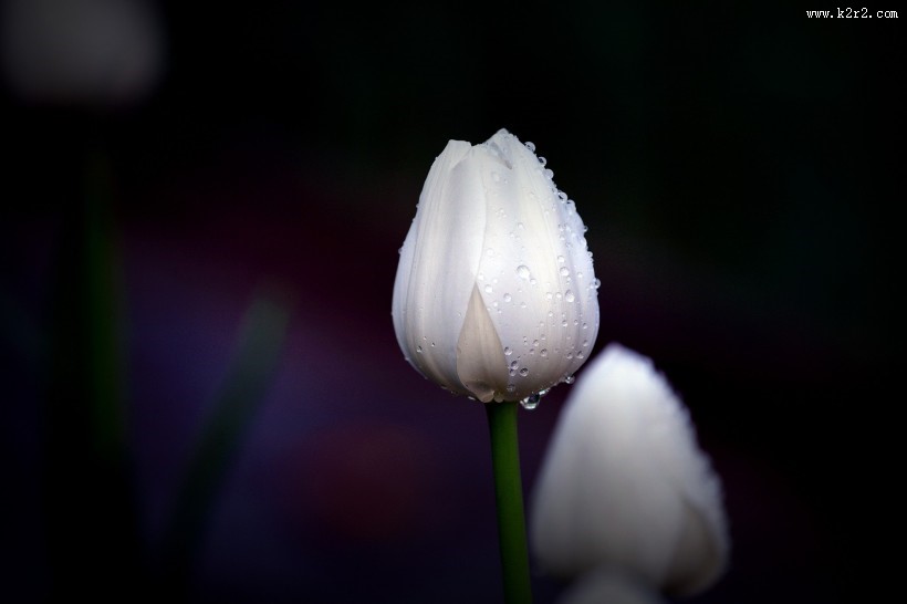 美丽的郁金香图片