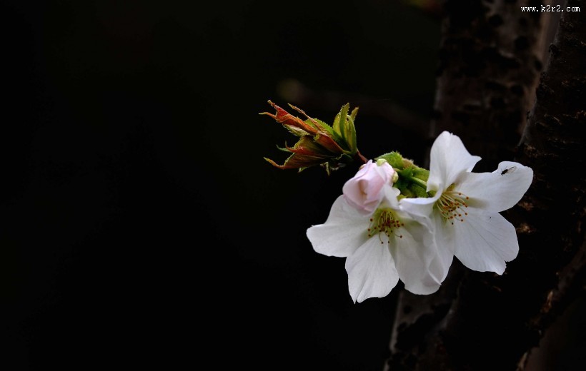 樱桃花图片