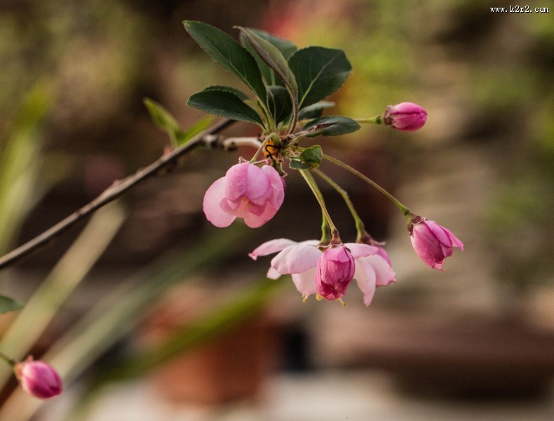海棠花图片大全