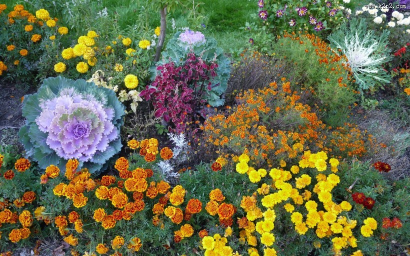 简约好看花卉图片大全