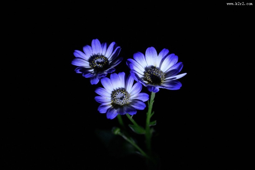 蓝色瓜叶菊图片大全