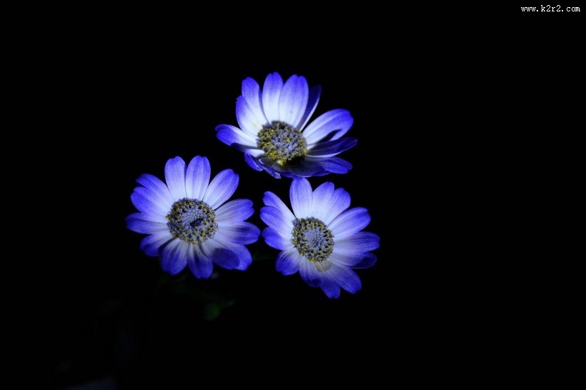 蓝色瓜叶菊图片大全