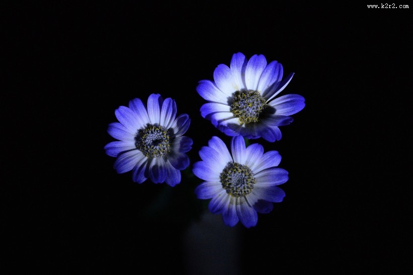 蓝色瓜叶菊图片大全