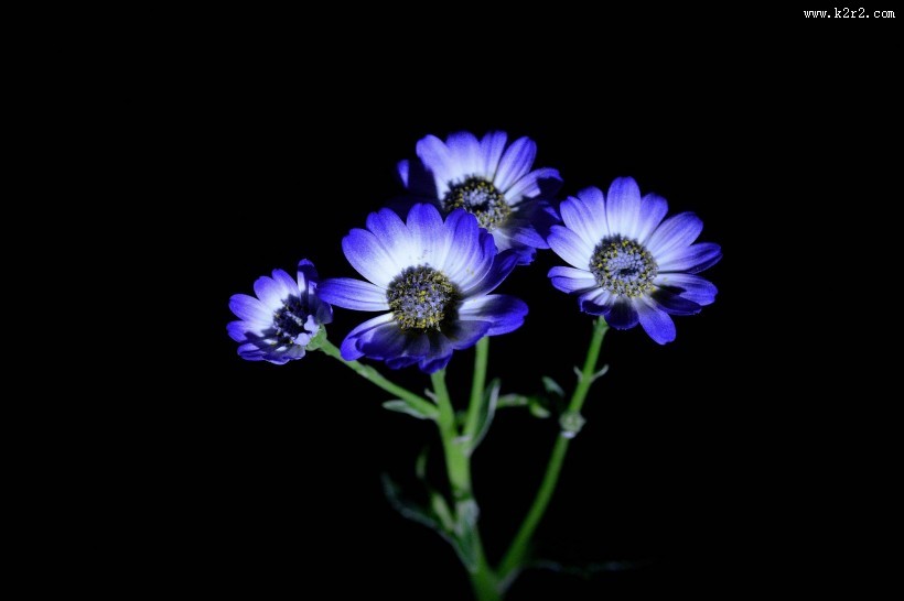 蓝色瓜叶菊图片大全