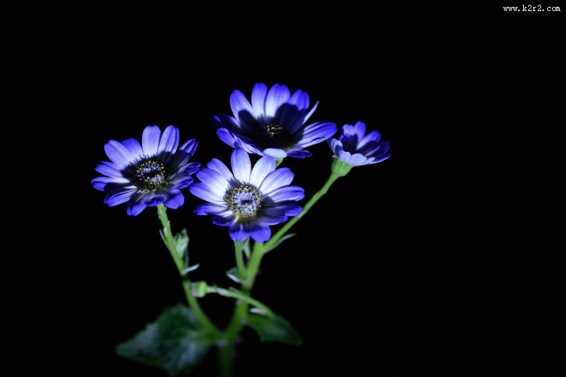 蓝色瓜叶菊图片大全