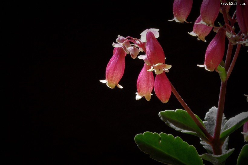 红红的灯笼花图片