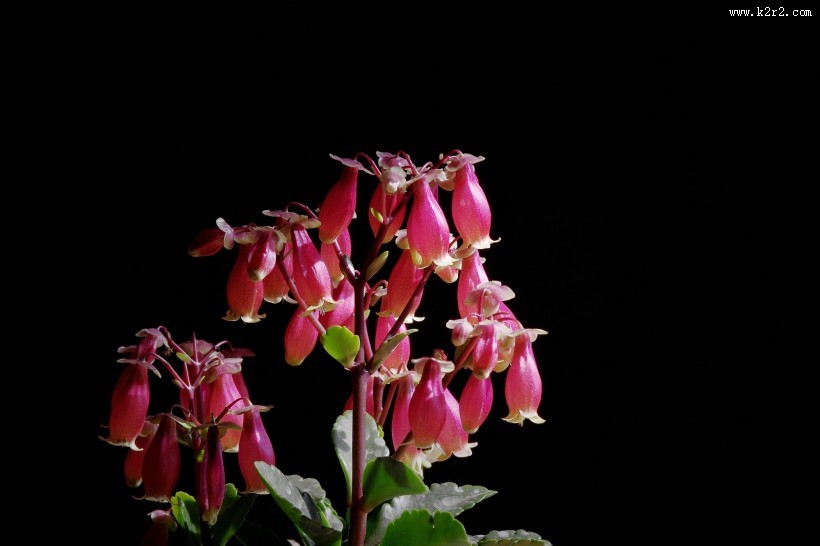 红红的灯笼花图片