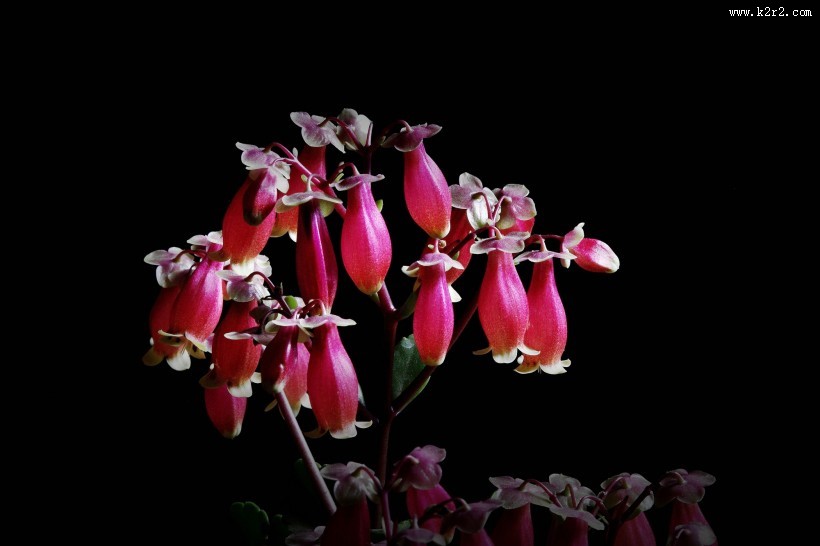 红红的灯笼花图片