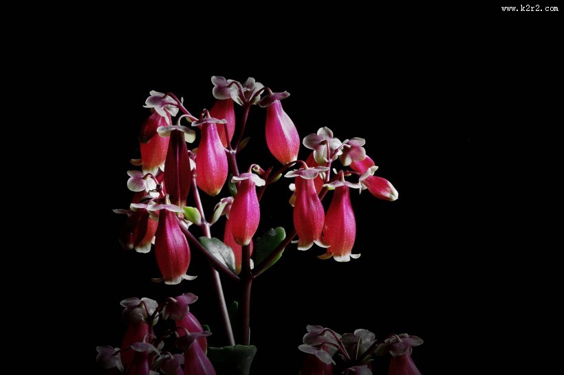 红红的灯笼花图片