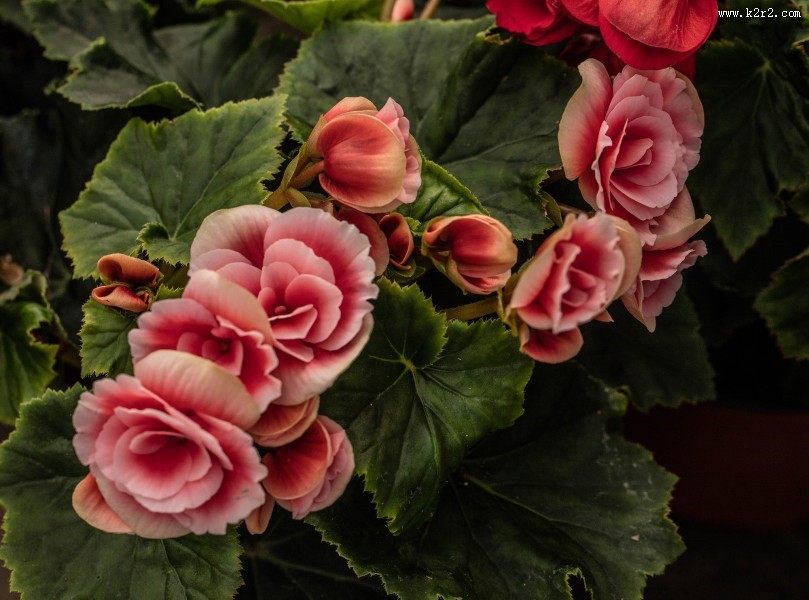 艳丽的茶花图片