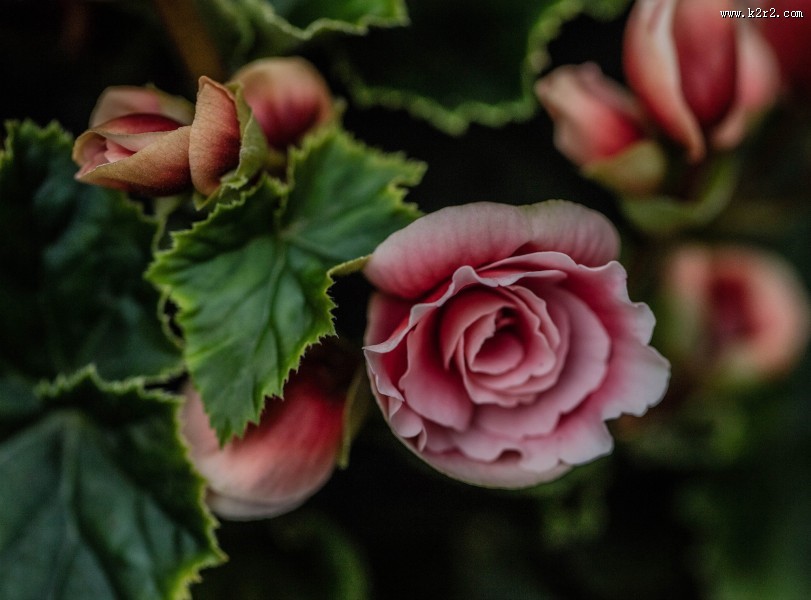 艳丽的茶花图片