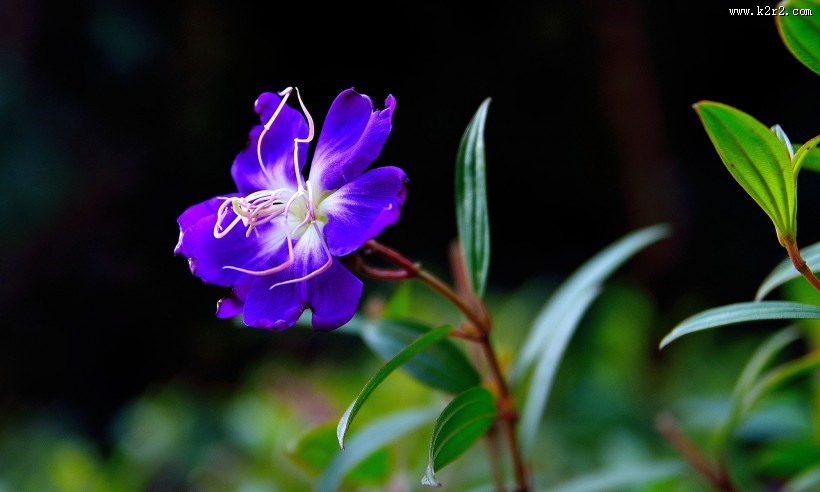 巴西野牡丹图片