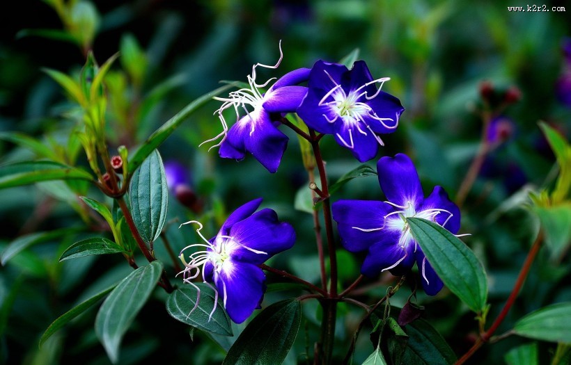 巴西野牡丹图片