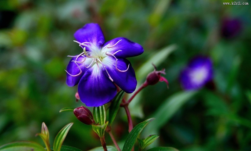 巴西野牡丹图片