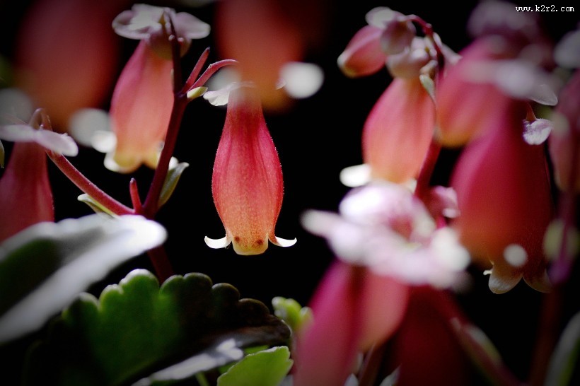 宫灯长寿花图片