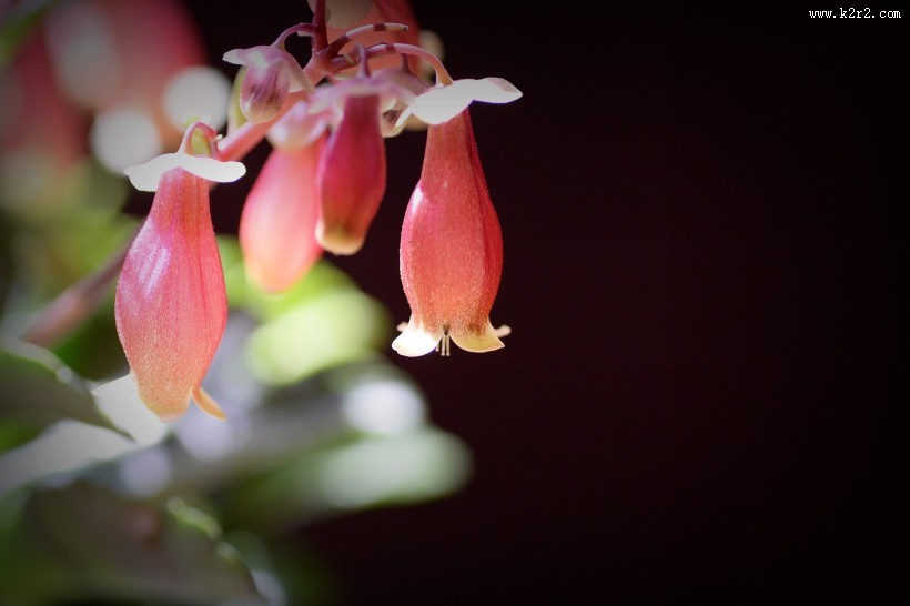 宫灯长寿花图片