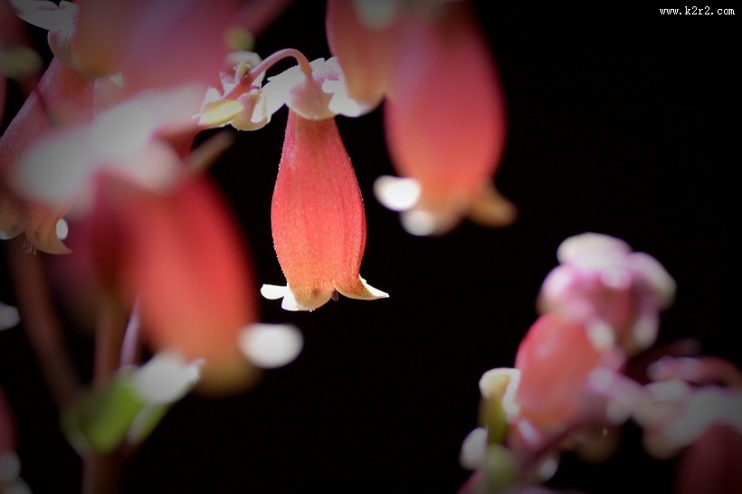 宫灯长寿花图片