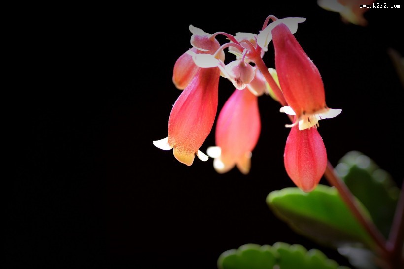 宫灯长寿花图片