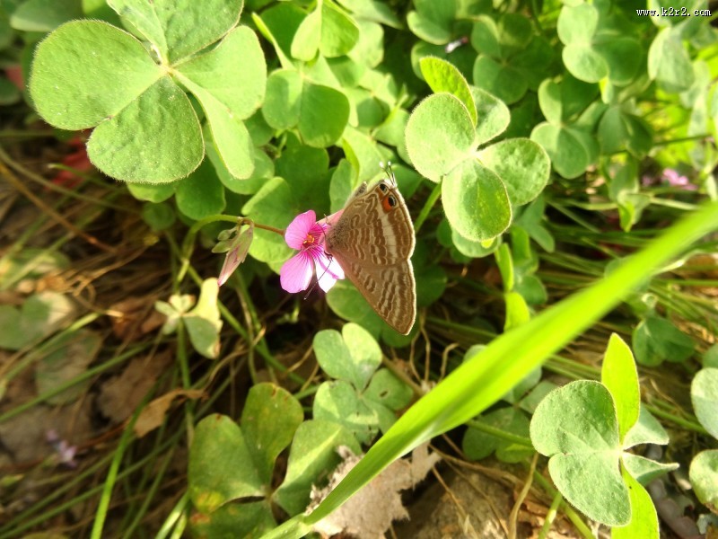 酢浆草图片大全