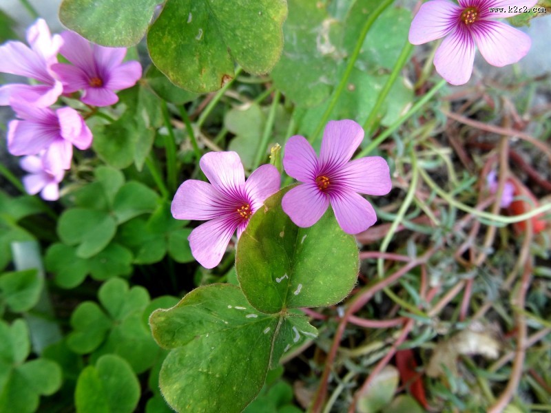 酢浆草图片大全