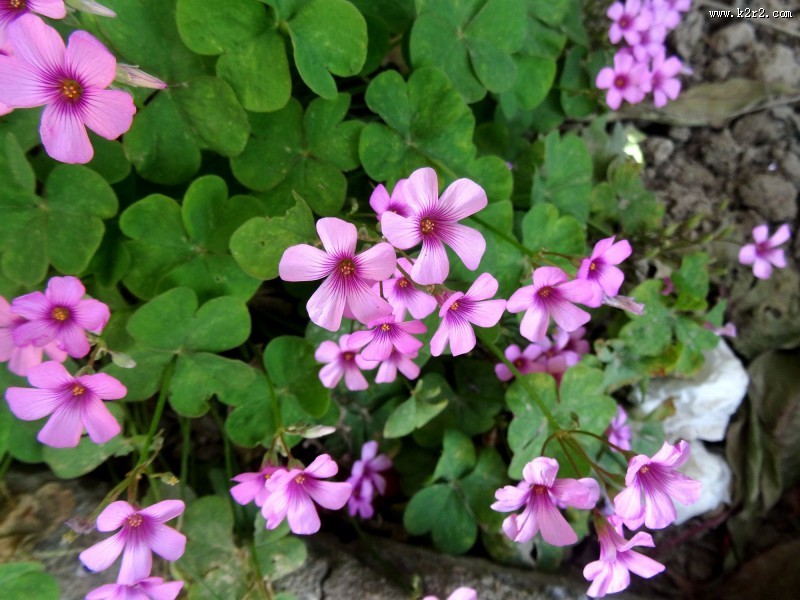 酢浆草图片大全