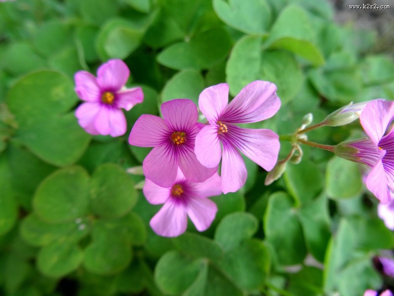酢浆草图片大全