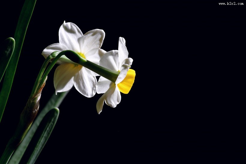 水仙花图片