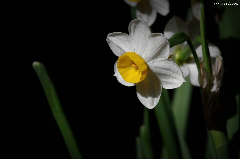 水仙花图片