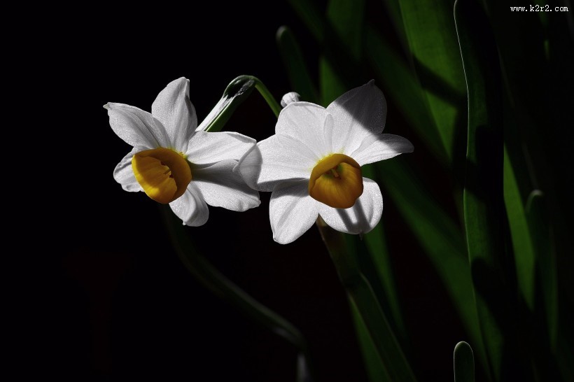 水仙花图片