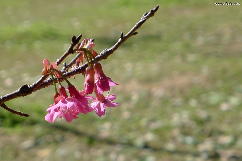 粉色樱花图片大全